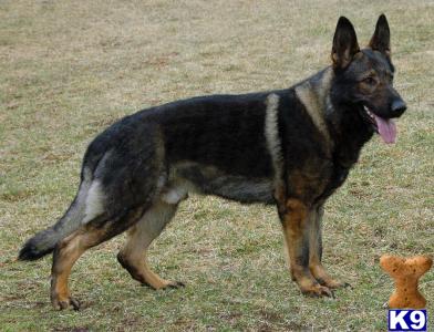 V Bandit vom Wolfsheim puppies